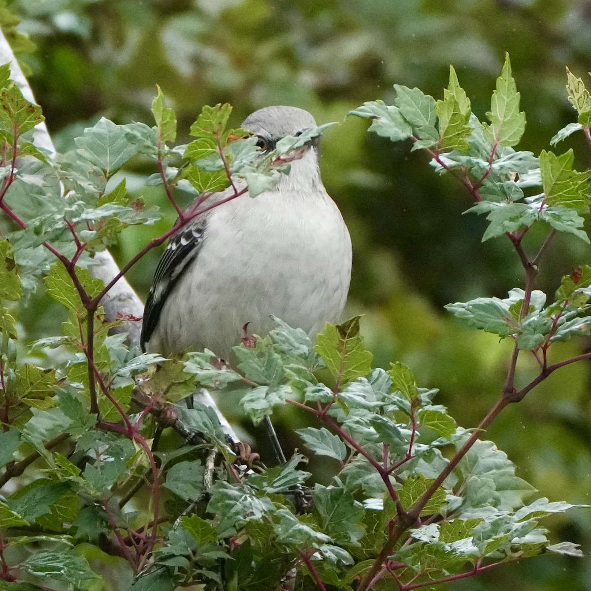 Northern Mockingbird - ML644280343