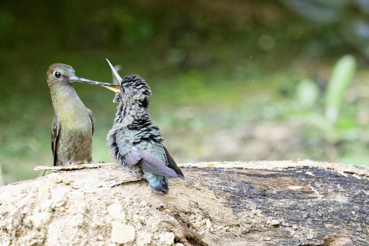 Green-fronted Lancebill - ML644280350