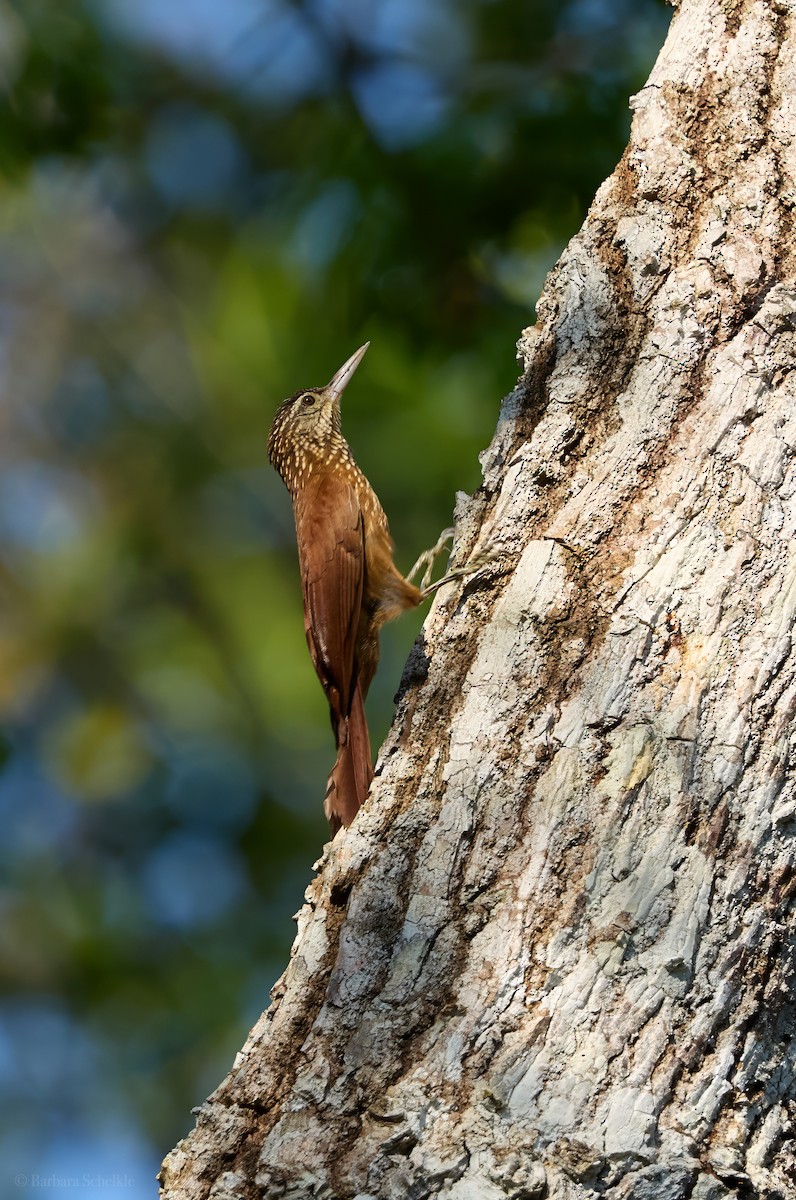 Streifenbaumsteiger - ML644280353