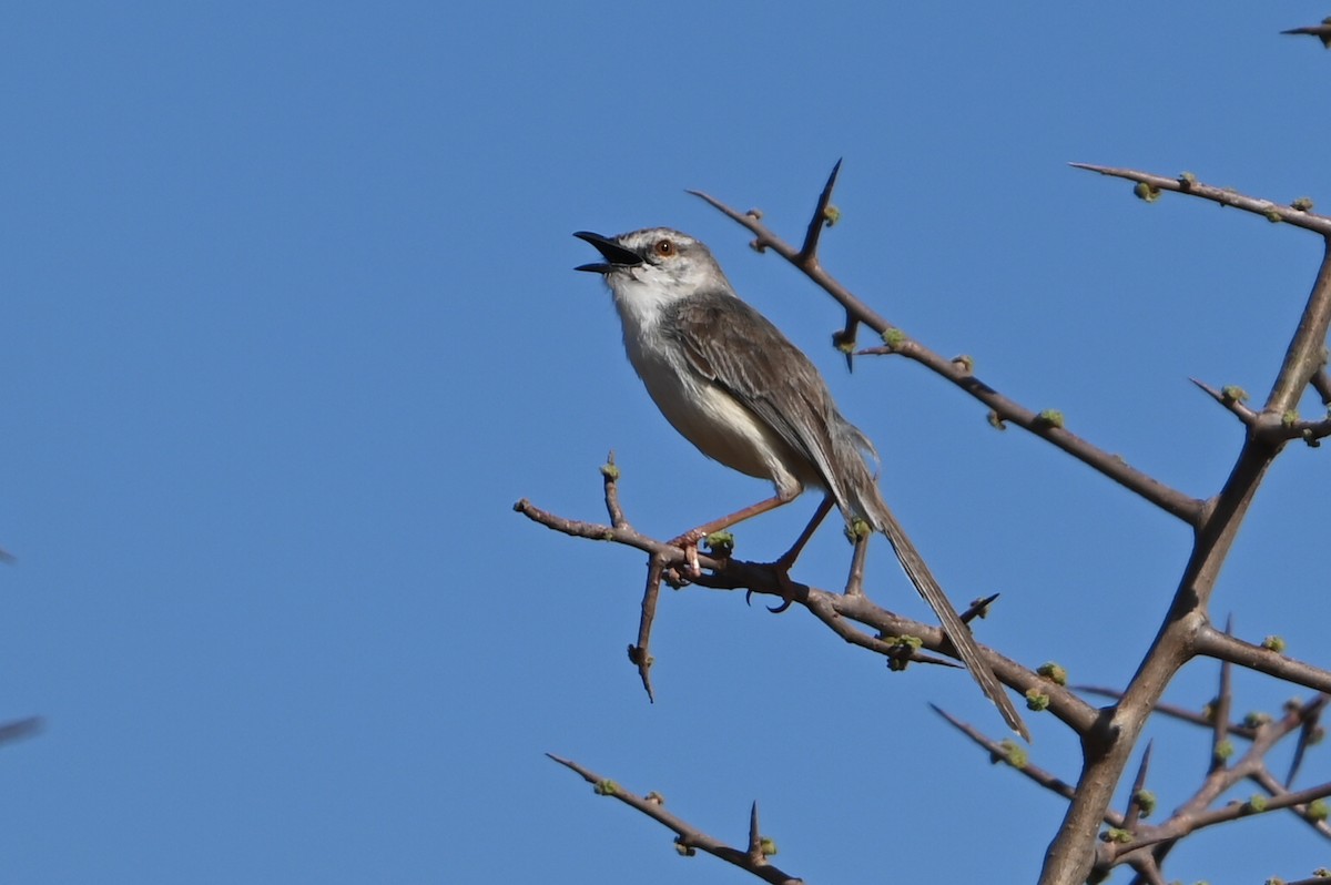 Принія бліда - ML644280354
