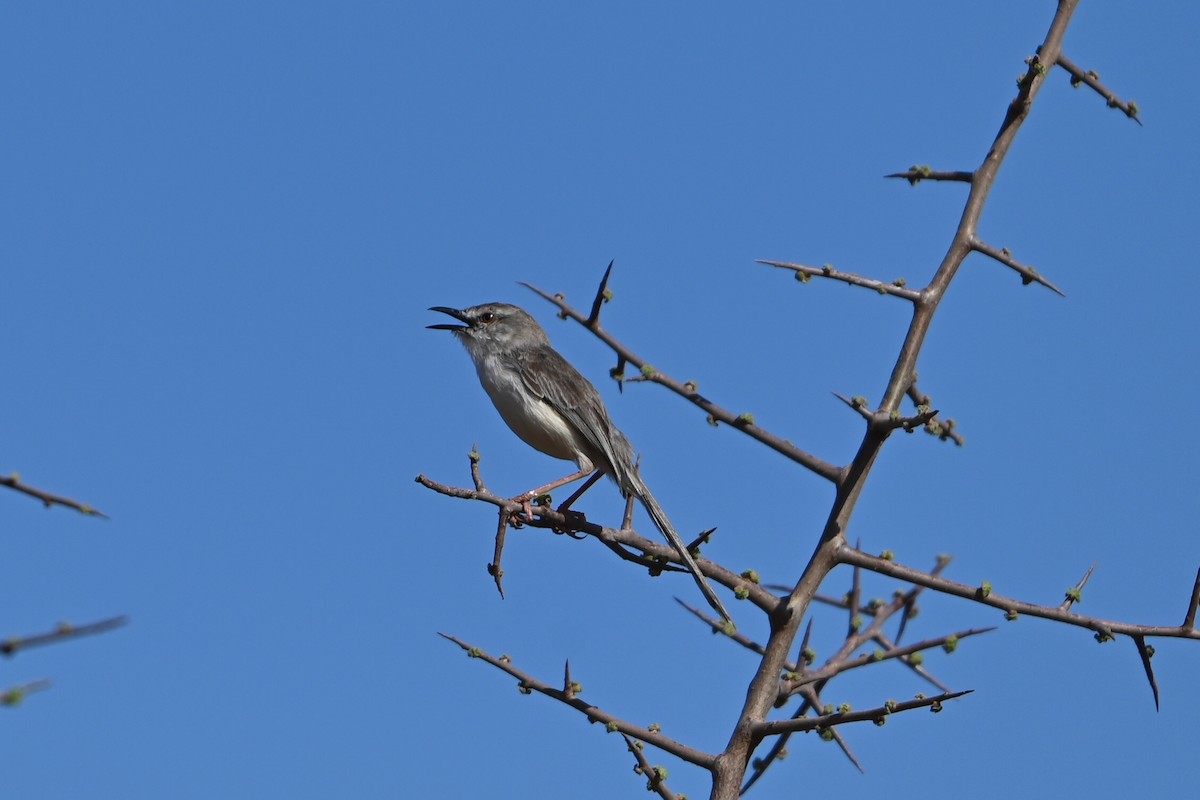 Принія бліда - ML644280356