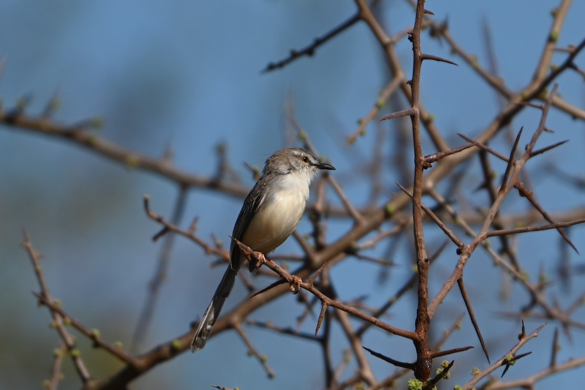 Принія бліда - ML644280357