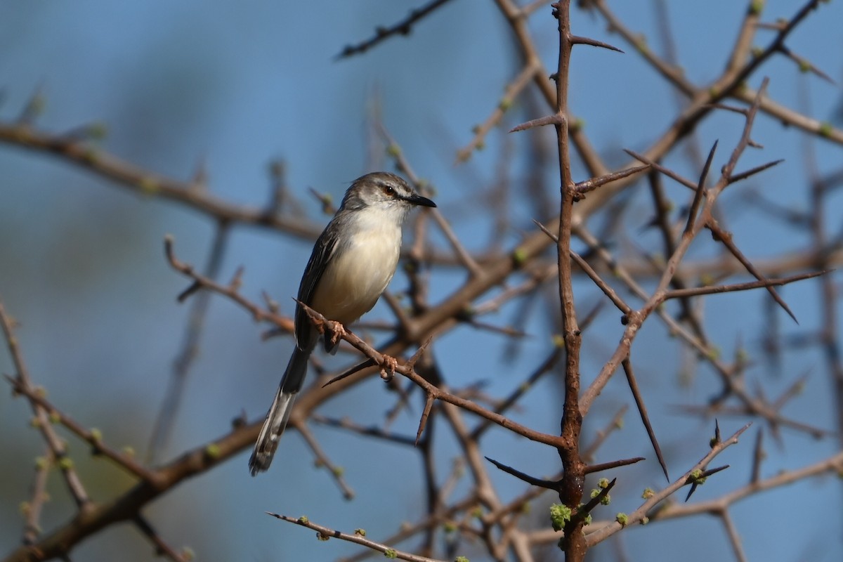 Принія бліда - ML644280358