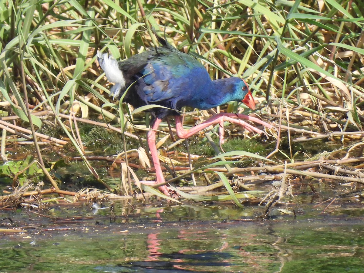 grønnryggsultanhøne - ML644280366