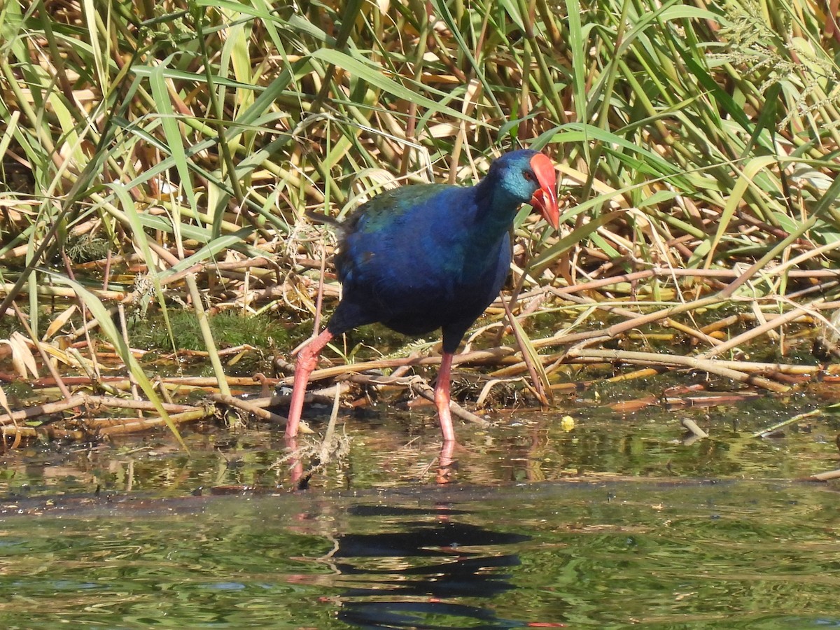 grønnryggsultanhøne - ML644280367