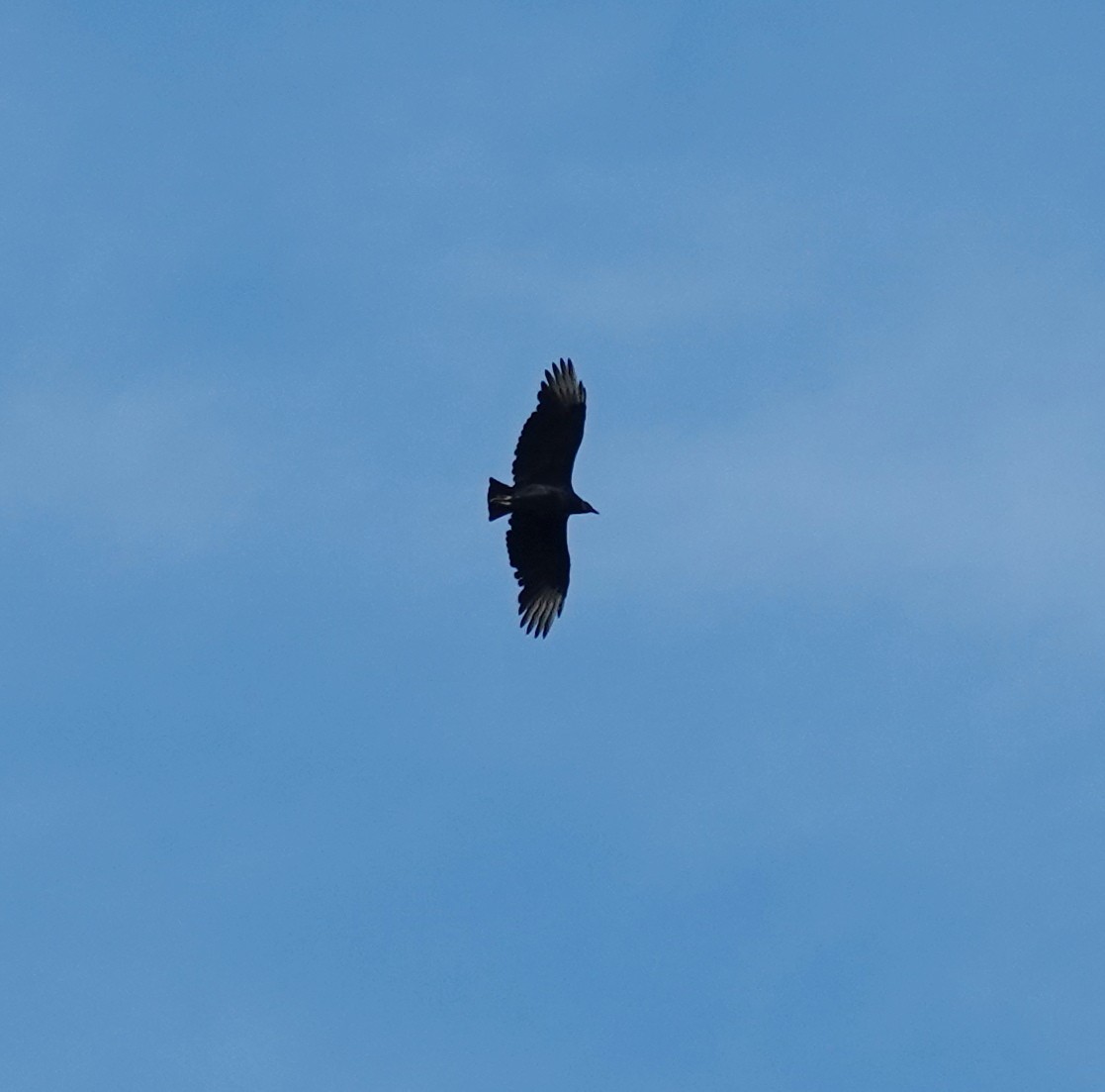 Black Vulture - ML644280370