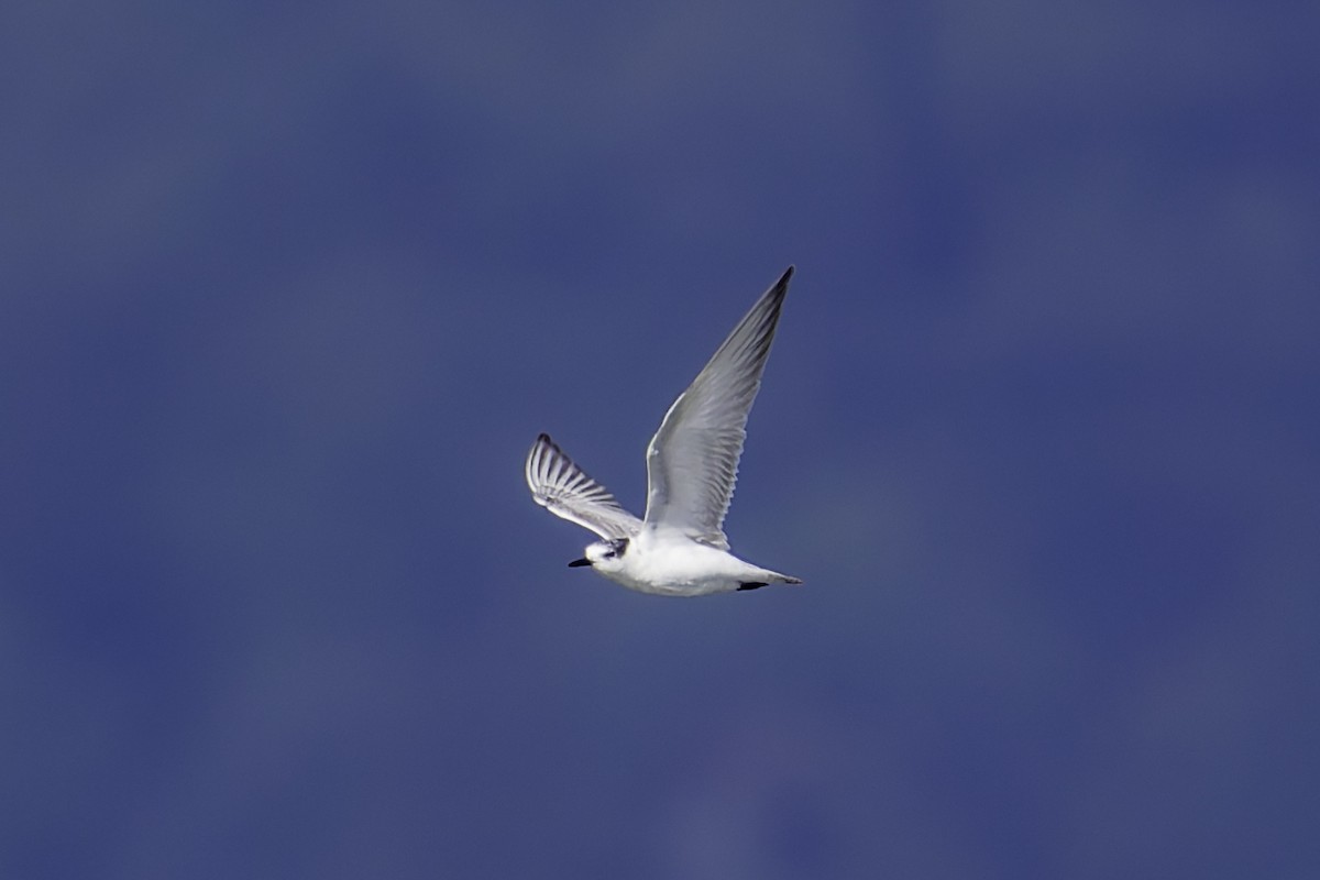 rybák bahenní - ML644280373