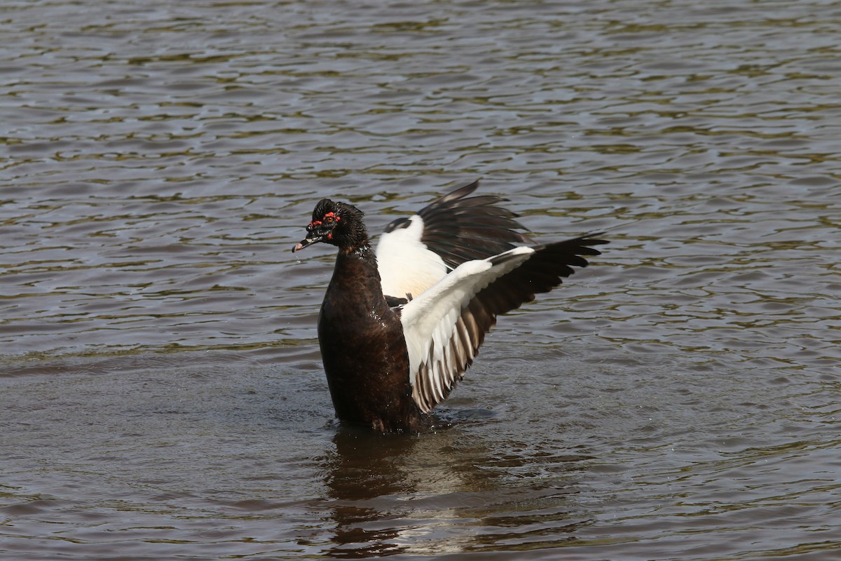 Muscovy Duck - ML644280397