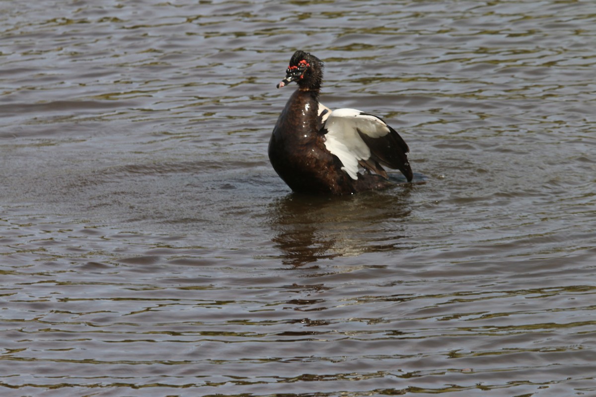 Muscovy Duck - ML644280398