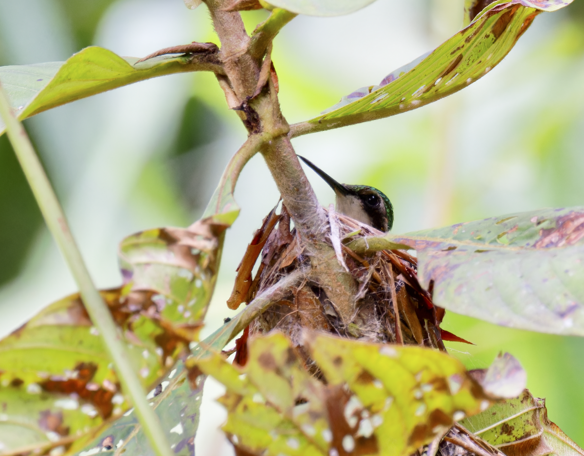 Western Emerald - ML644280399