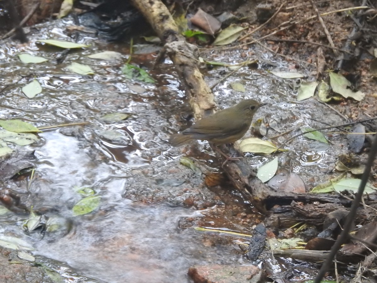 Rossignol indien - ML644280415