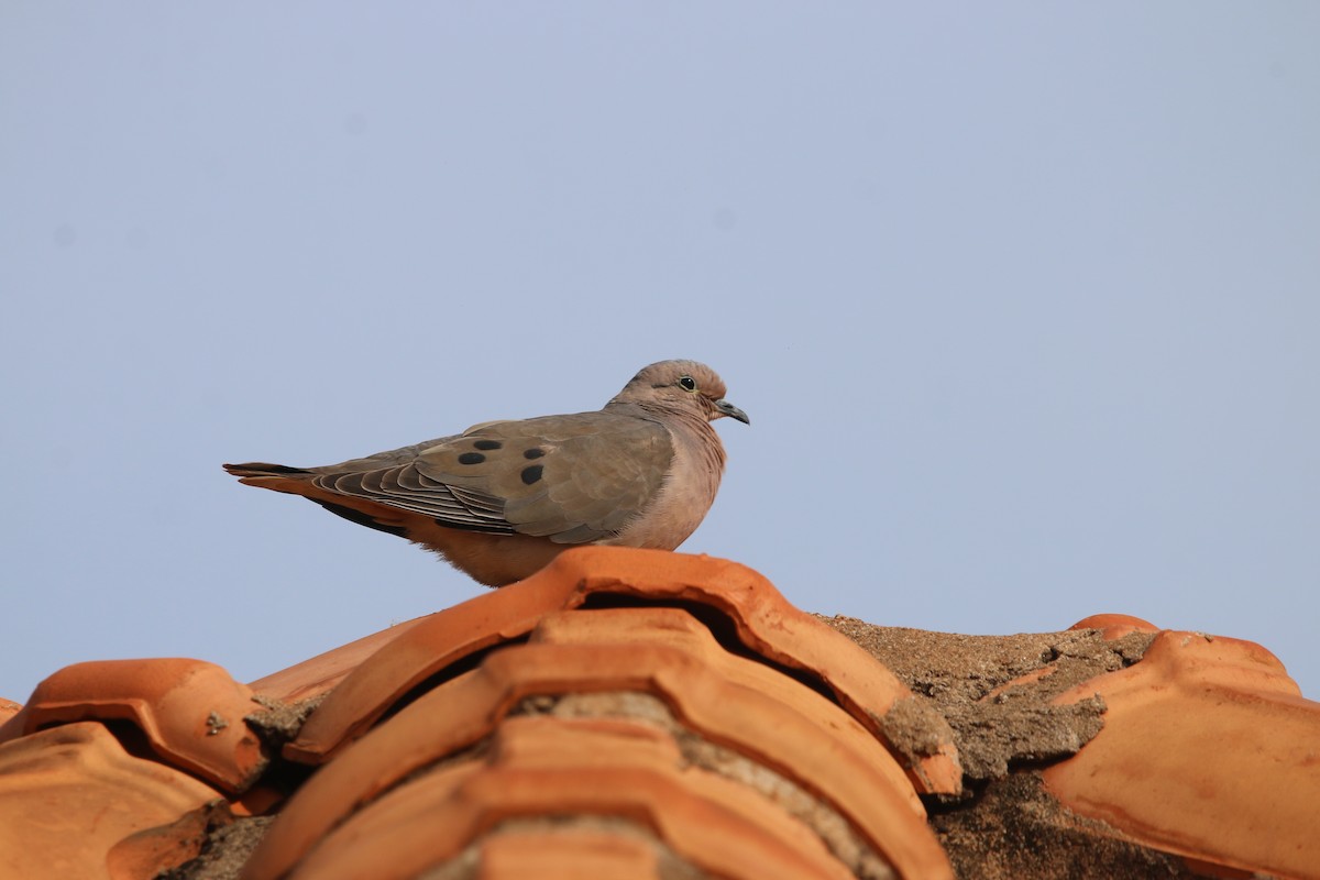 Eared Dove - ML644280419