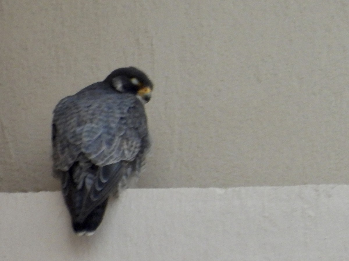 Peregrine Falcon - ML644280425