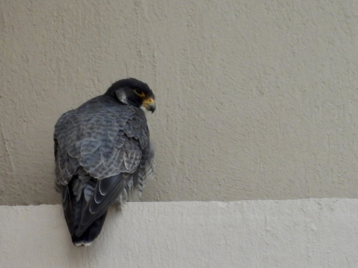 Peregrine Falcon - ML644280426
