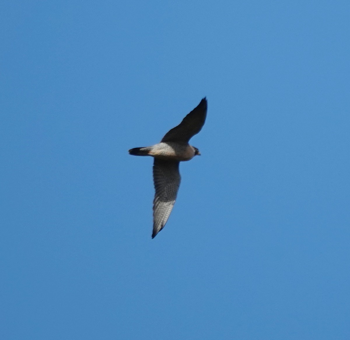 Peregrine Falcon - ML644280435