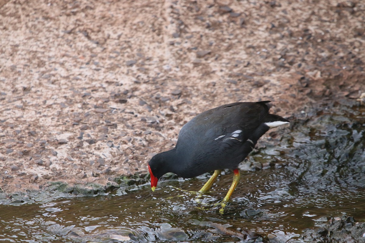 Common Gallinule - ML644280445