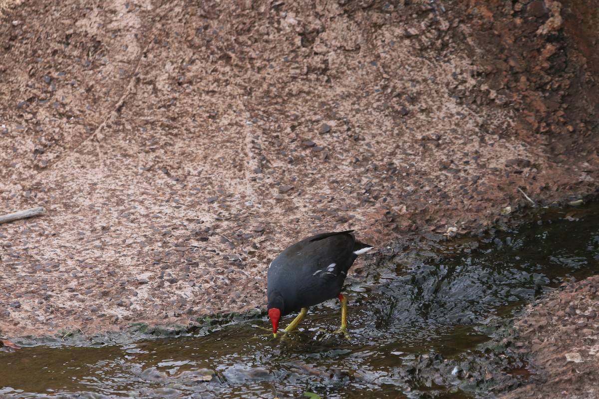 Common Gallinule - ML644280446