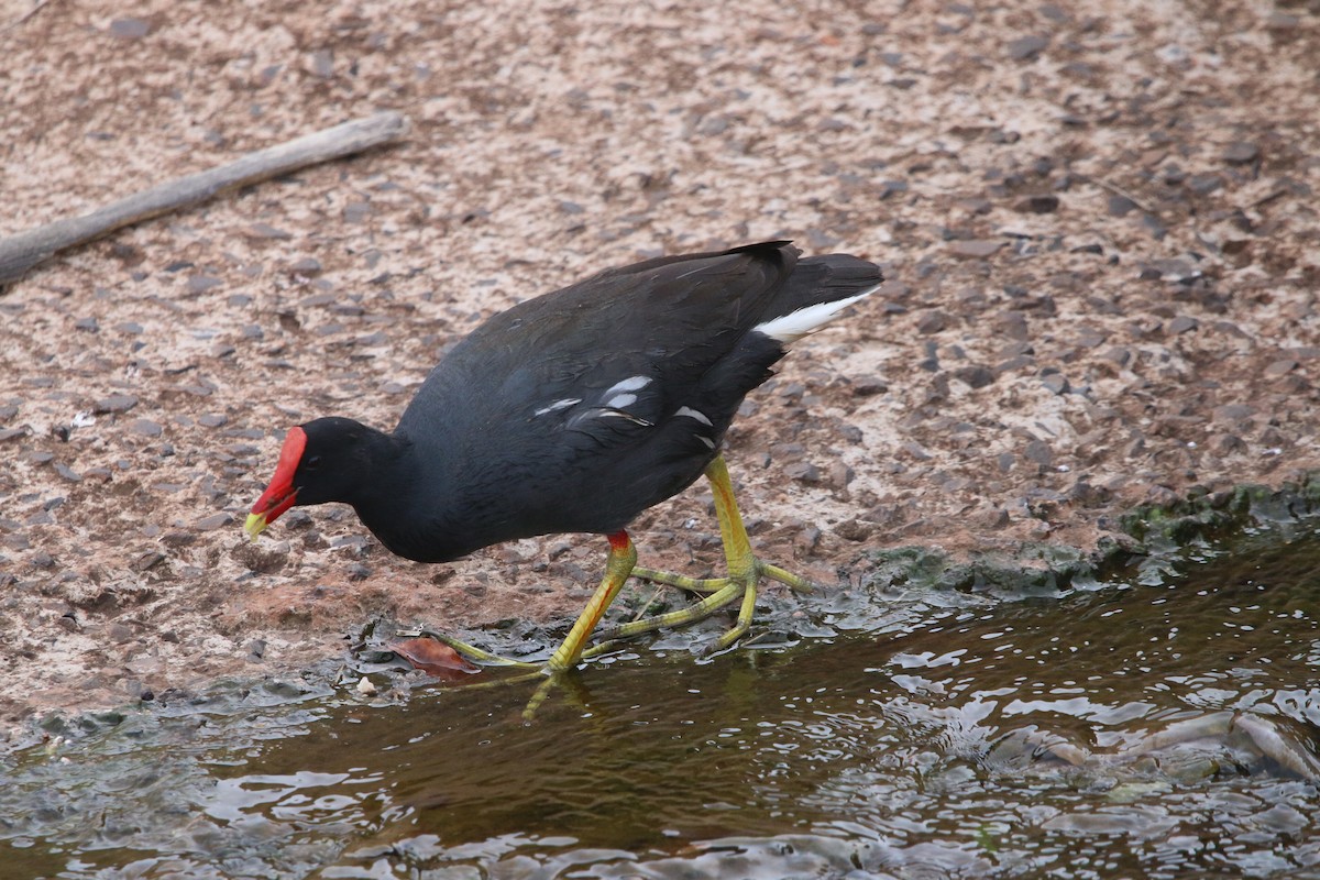 Common Gallinule - ML644280447