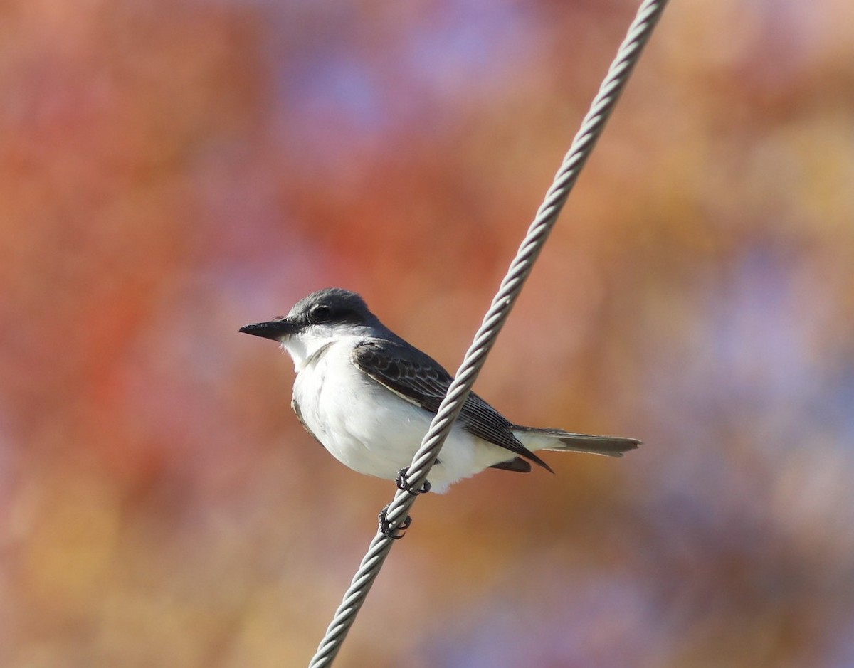 Gray Kingbird - ML644280448