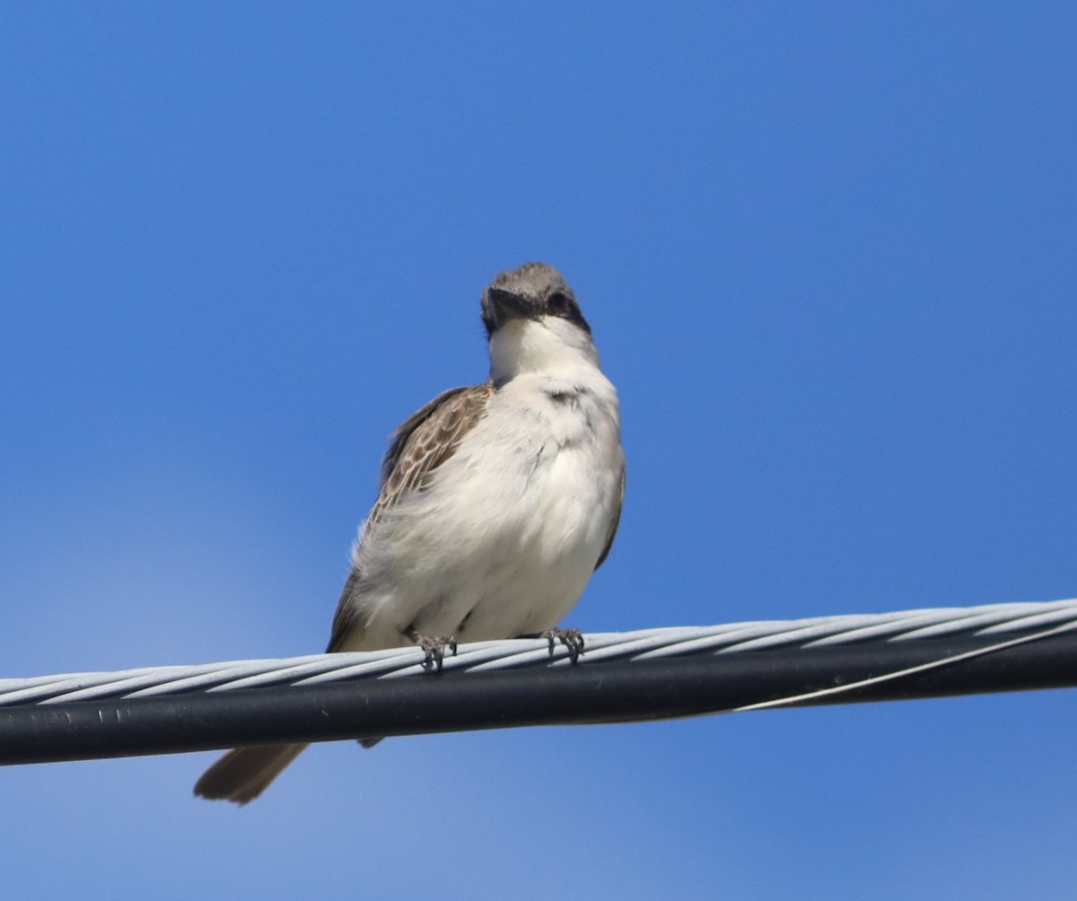 Gray Kingbird - ML644280449