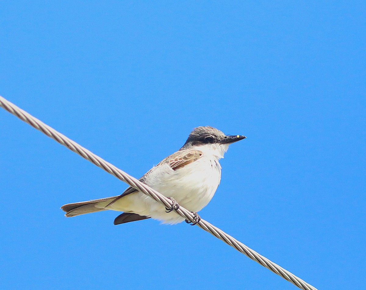 Gray Kingbird - ML644280450