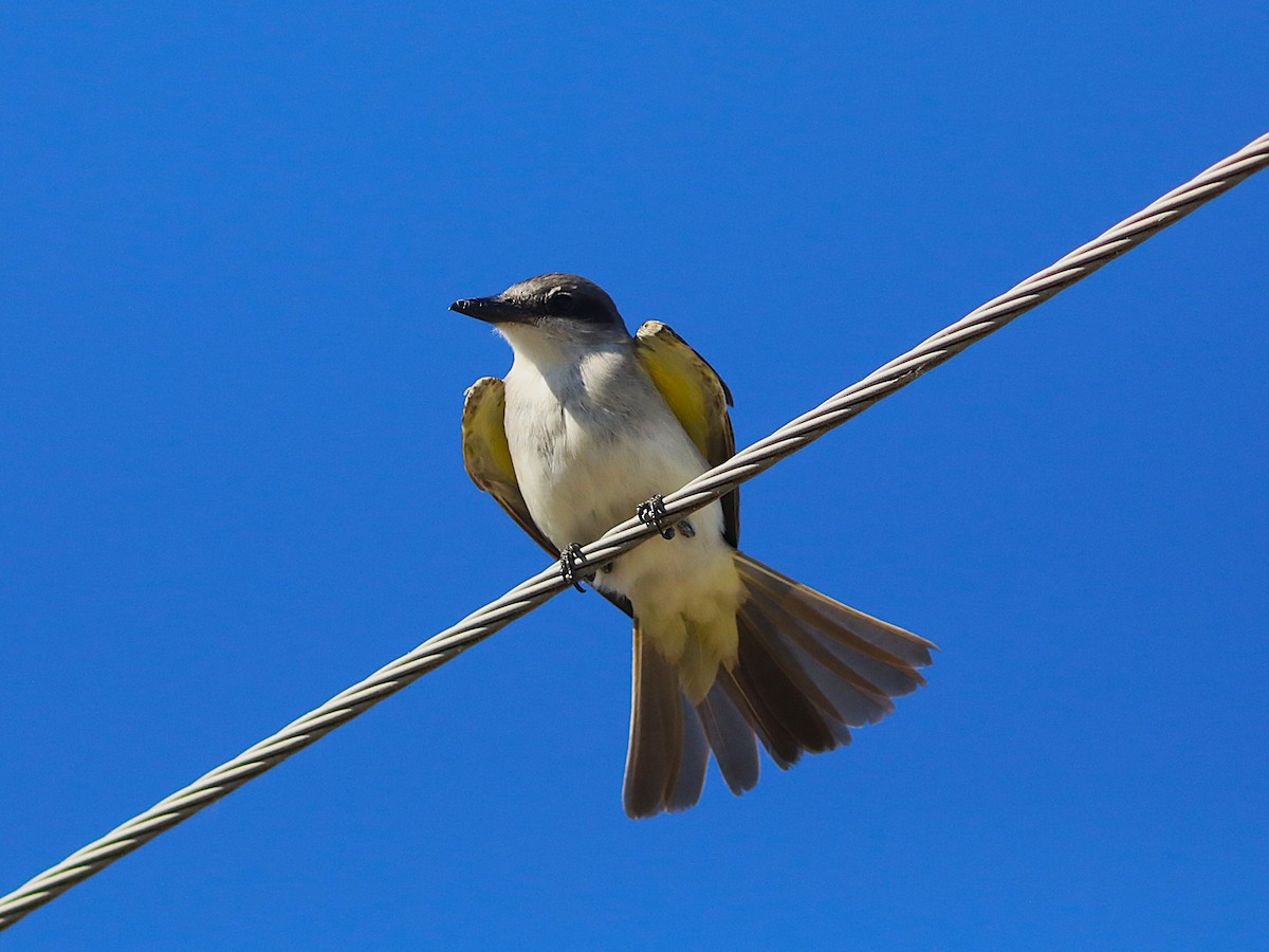 Gray Kingbird - ML644280451