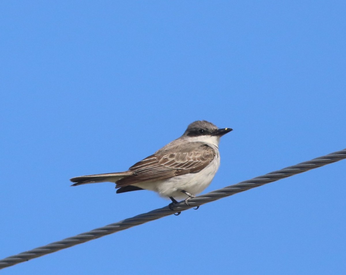 Gray Kingbird - ML644280452