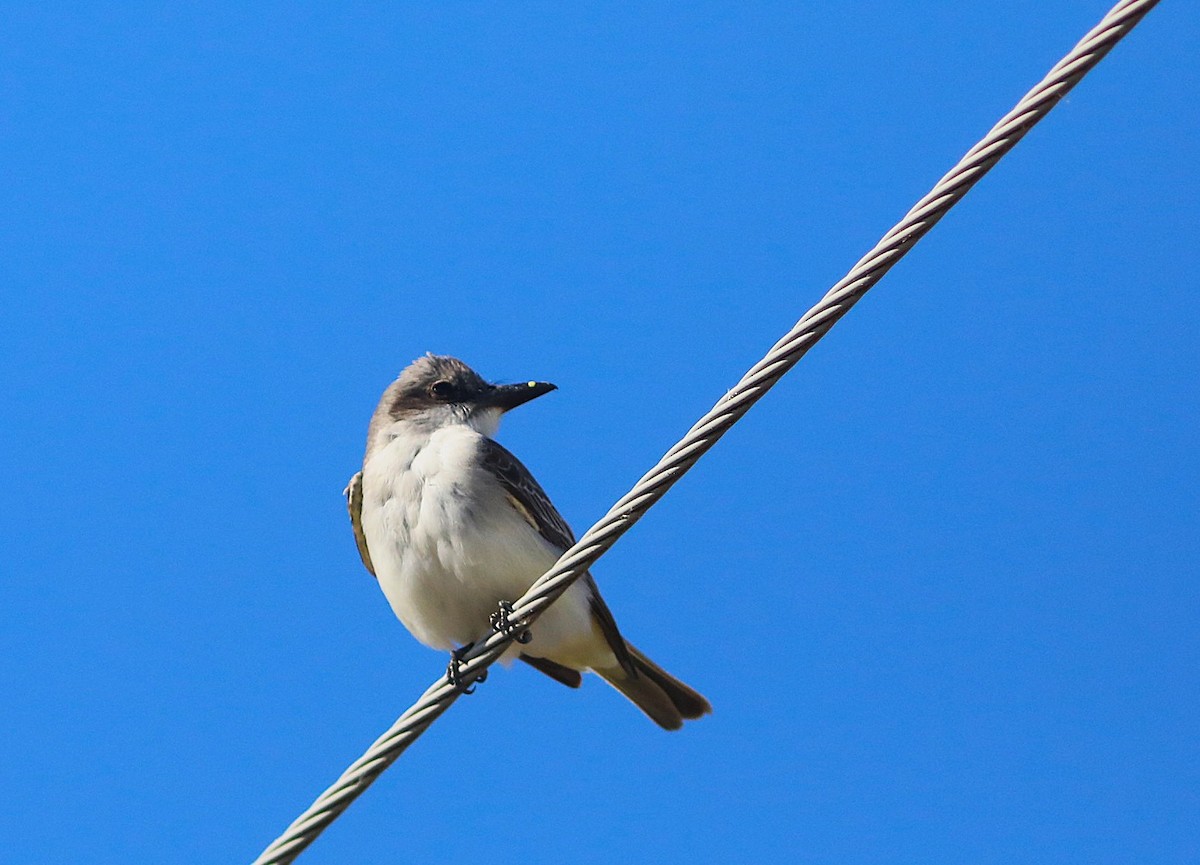 Gray Kingbird - ML644280453
