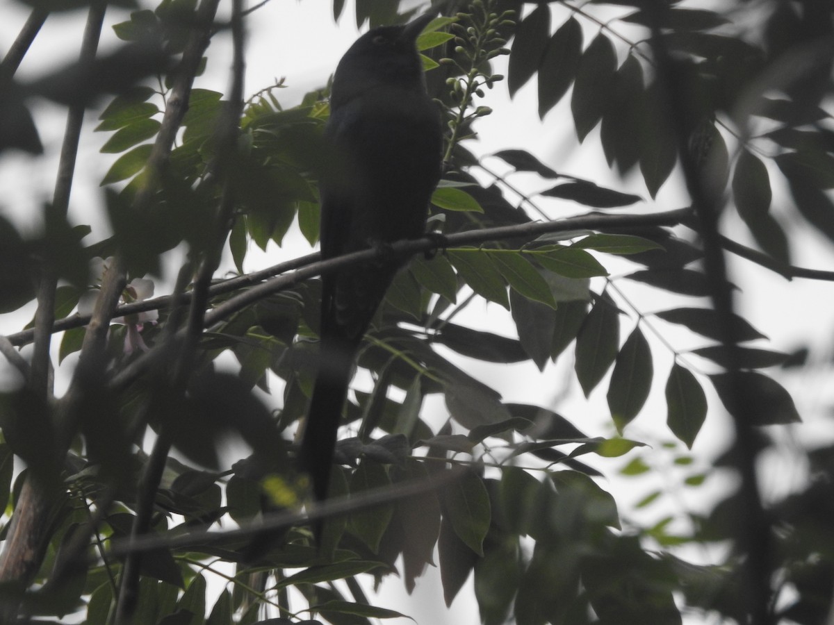 Drongo royal - ML644280455