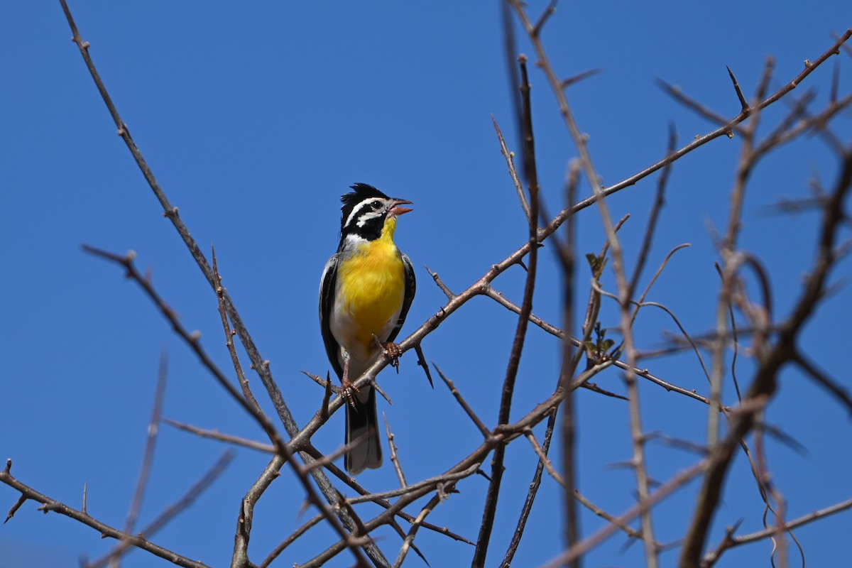 strnad somálský - ML644280469