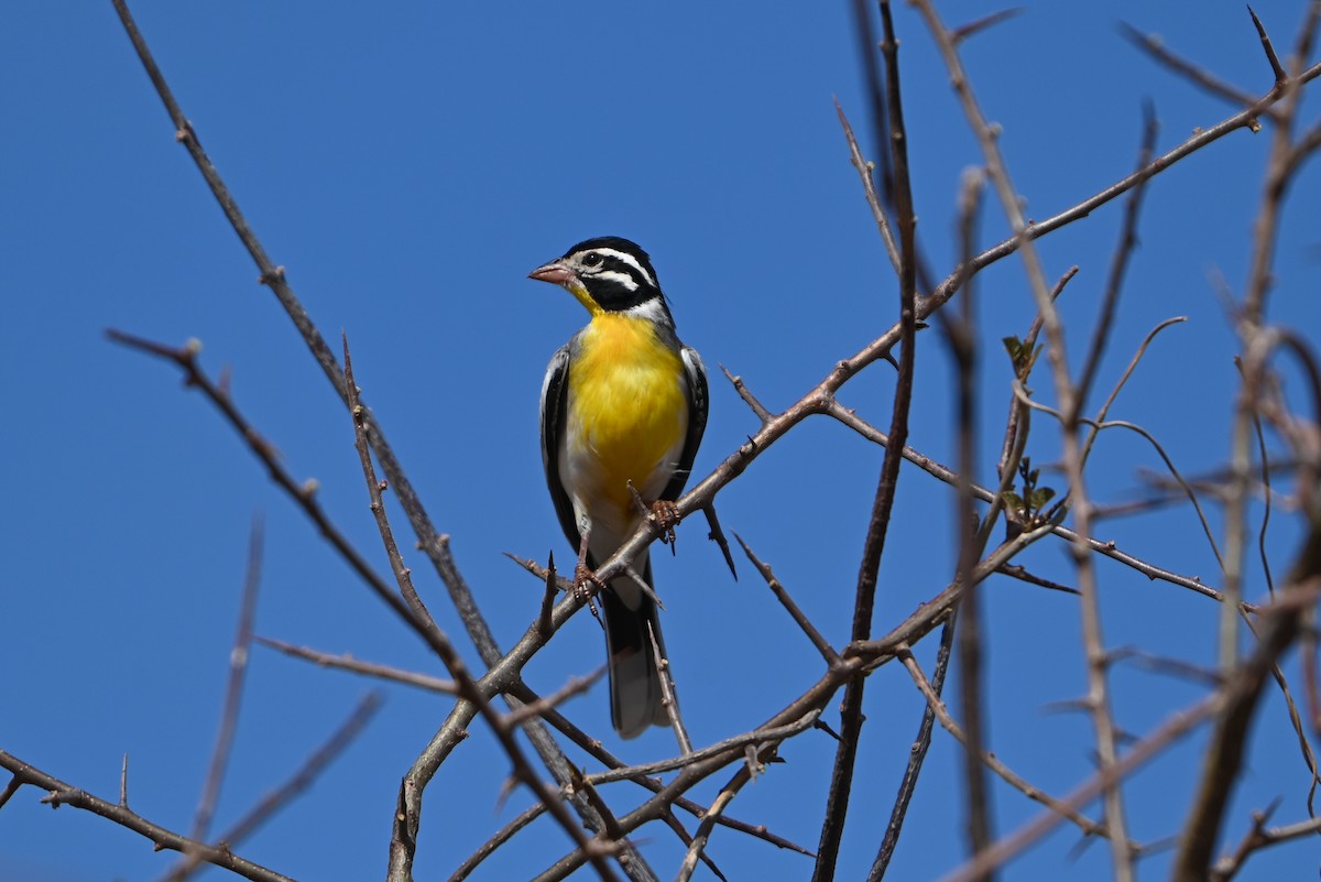 strnad somálský - ML644280470