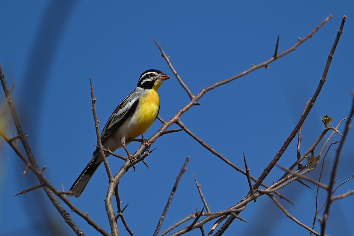 strnad somálský - ML644280471