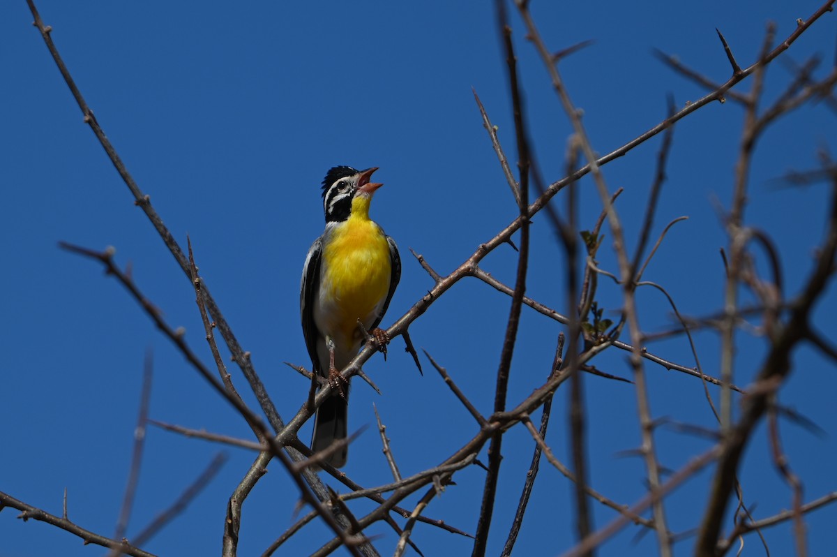 strnad somálský - ML644280472