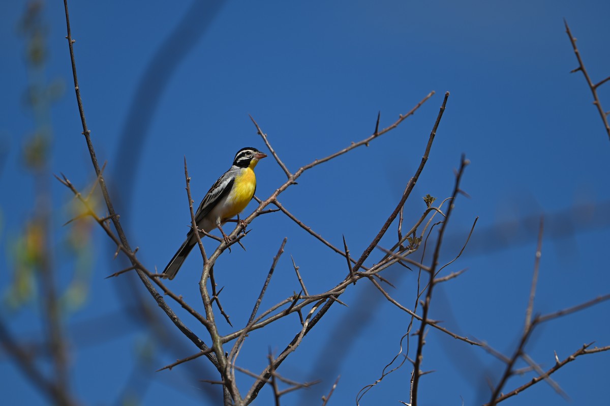 strnad somálský - ML644280473