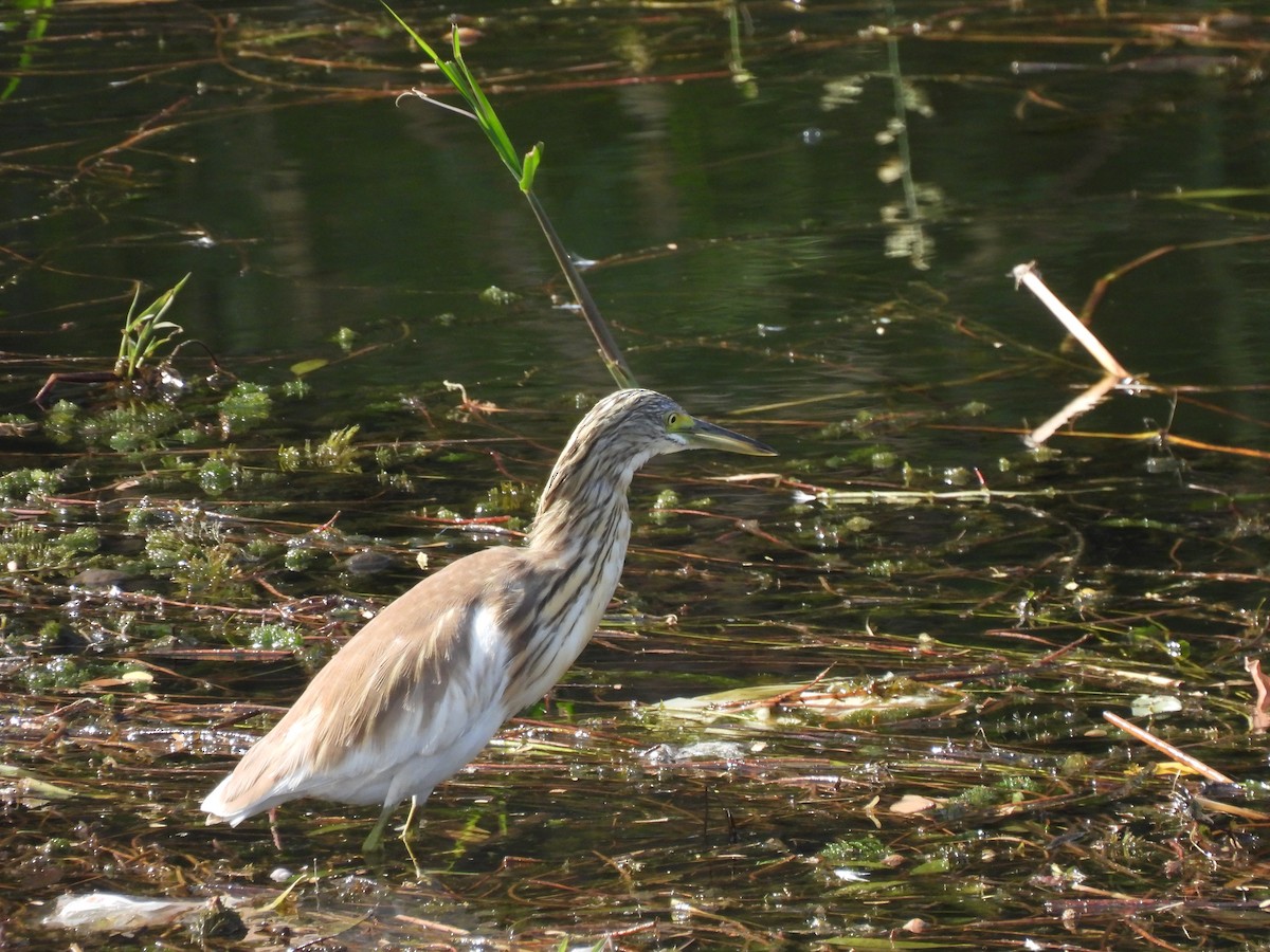 volavka vlasatá - ML644280475