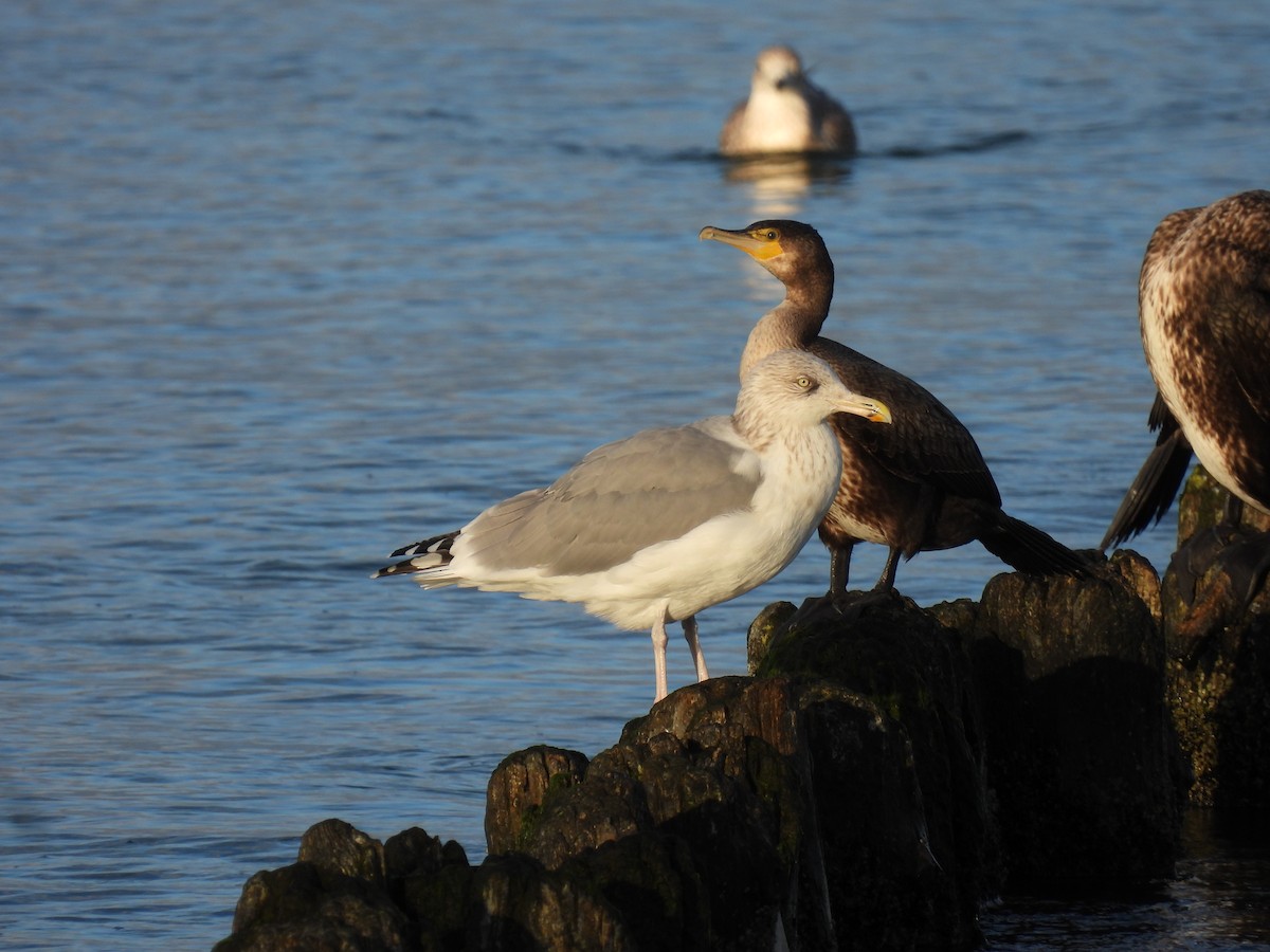 racek stříbřitý - ML644280481