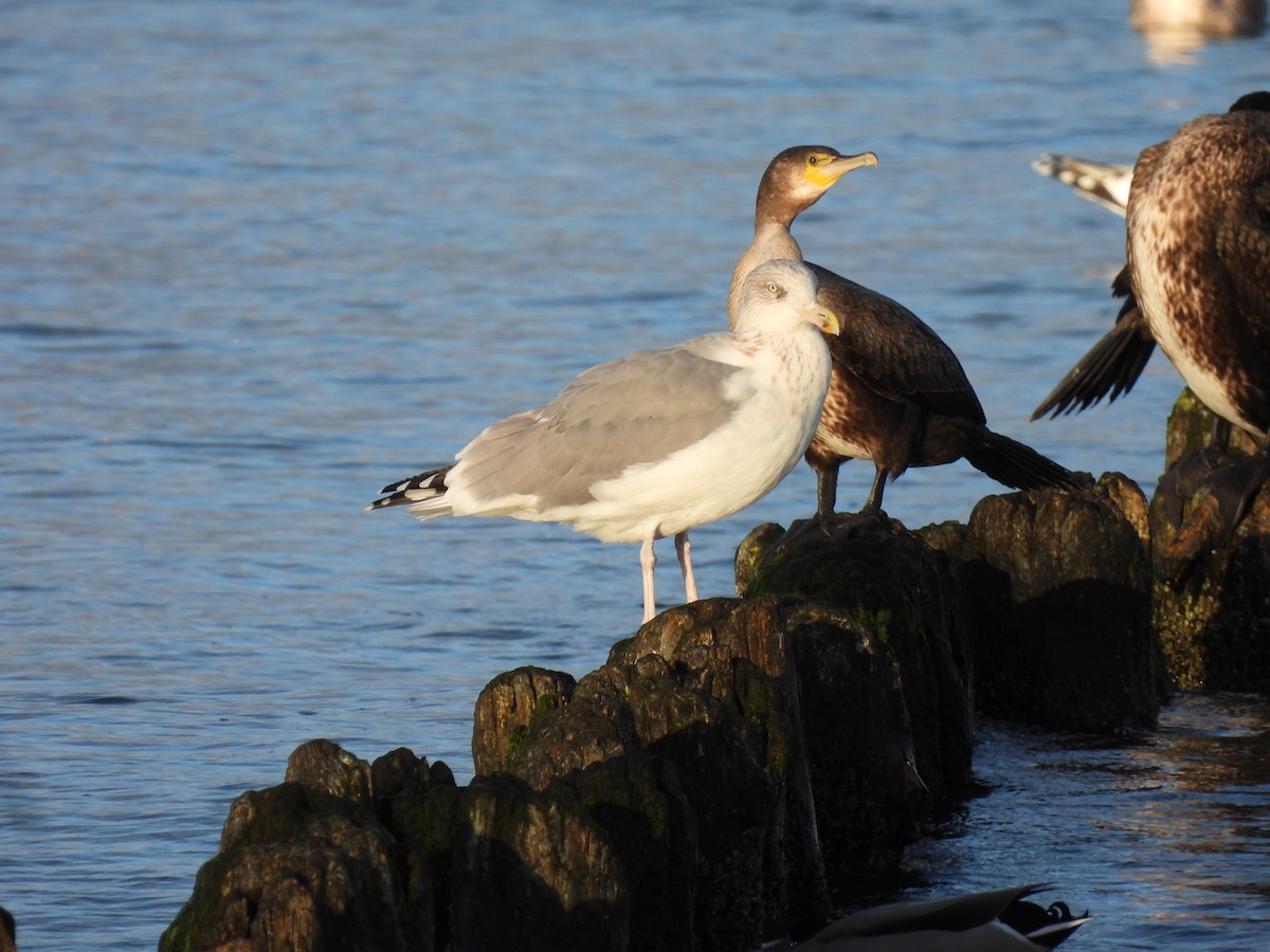 racek stříbřitý - ML644280482