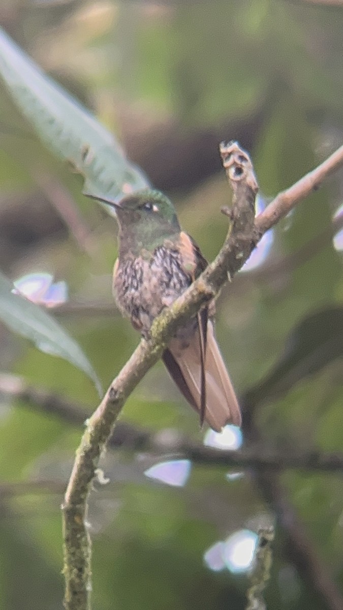 kolibřík žlutoocasý - ML644280483