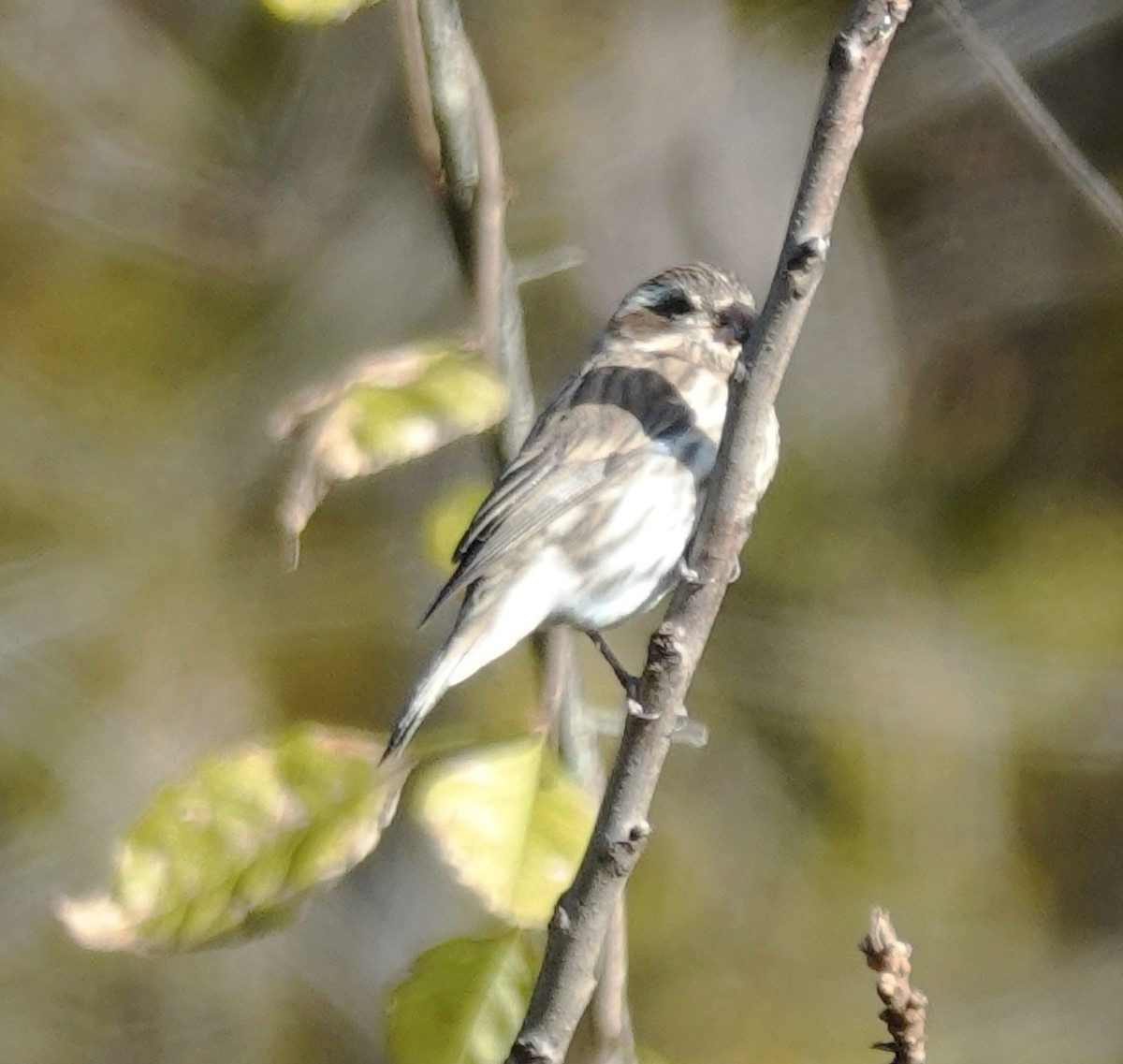 hýl nachový - ML644280485