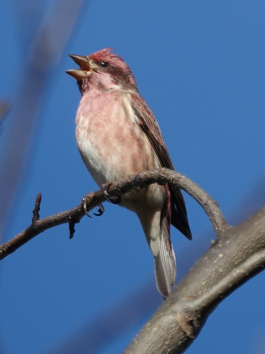 hýl nachový - ML644280486