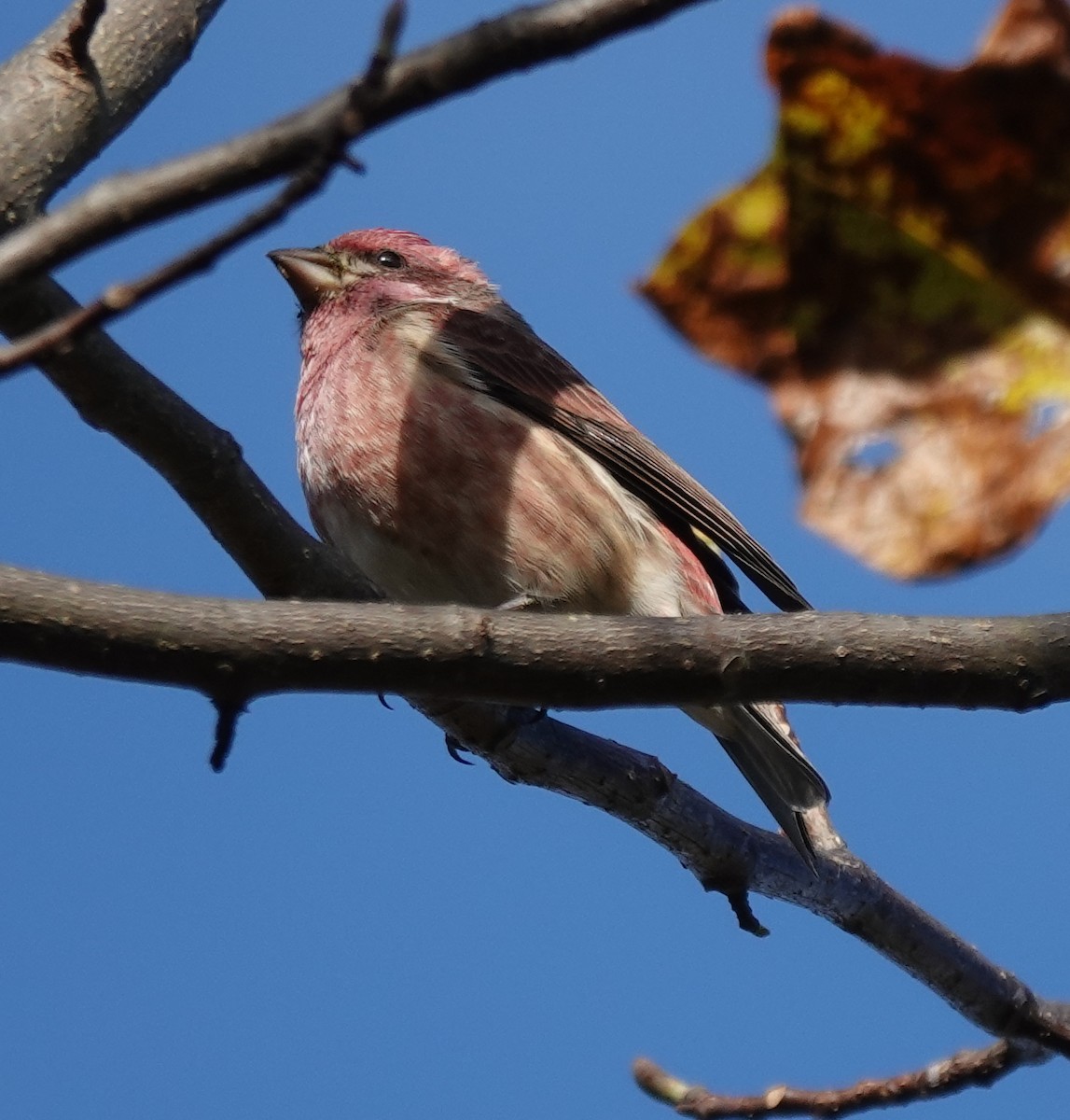 hýl nachový - ML644280487