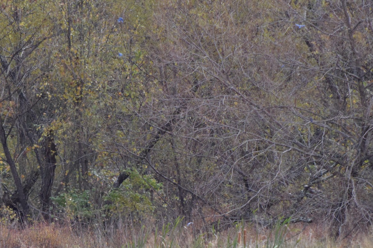 salašník modrý - ML644280490