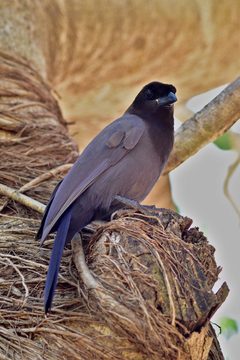 sojka lesní - ML644280491