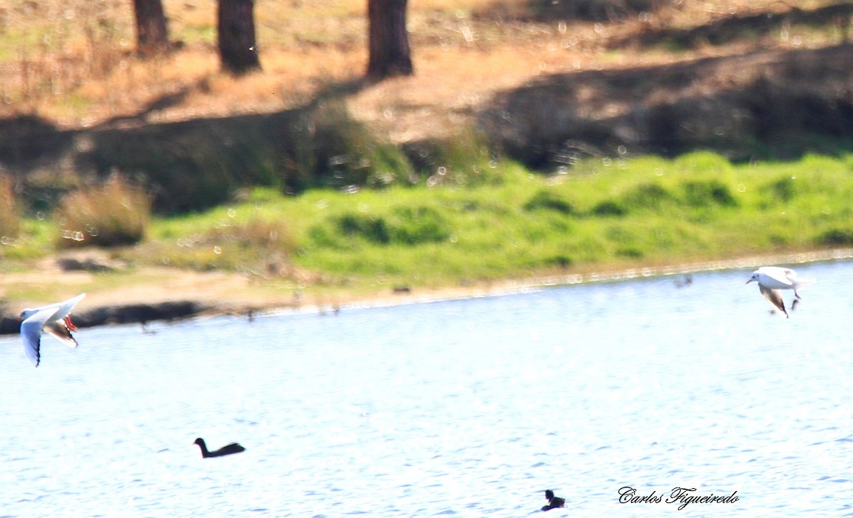 racek chechtavý - ML644280493