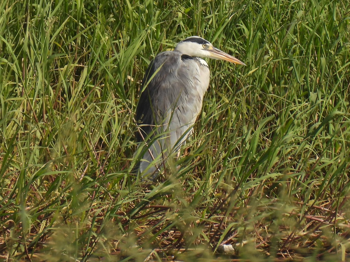 volavka popelavá - ML644280495