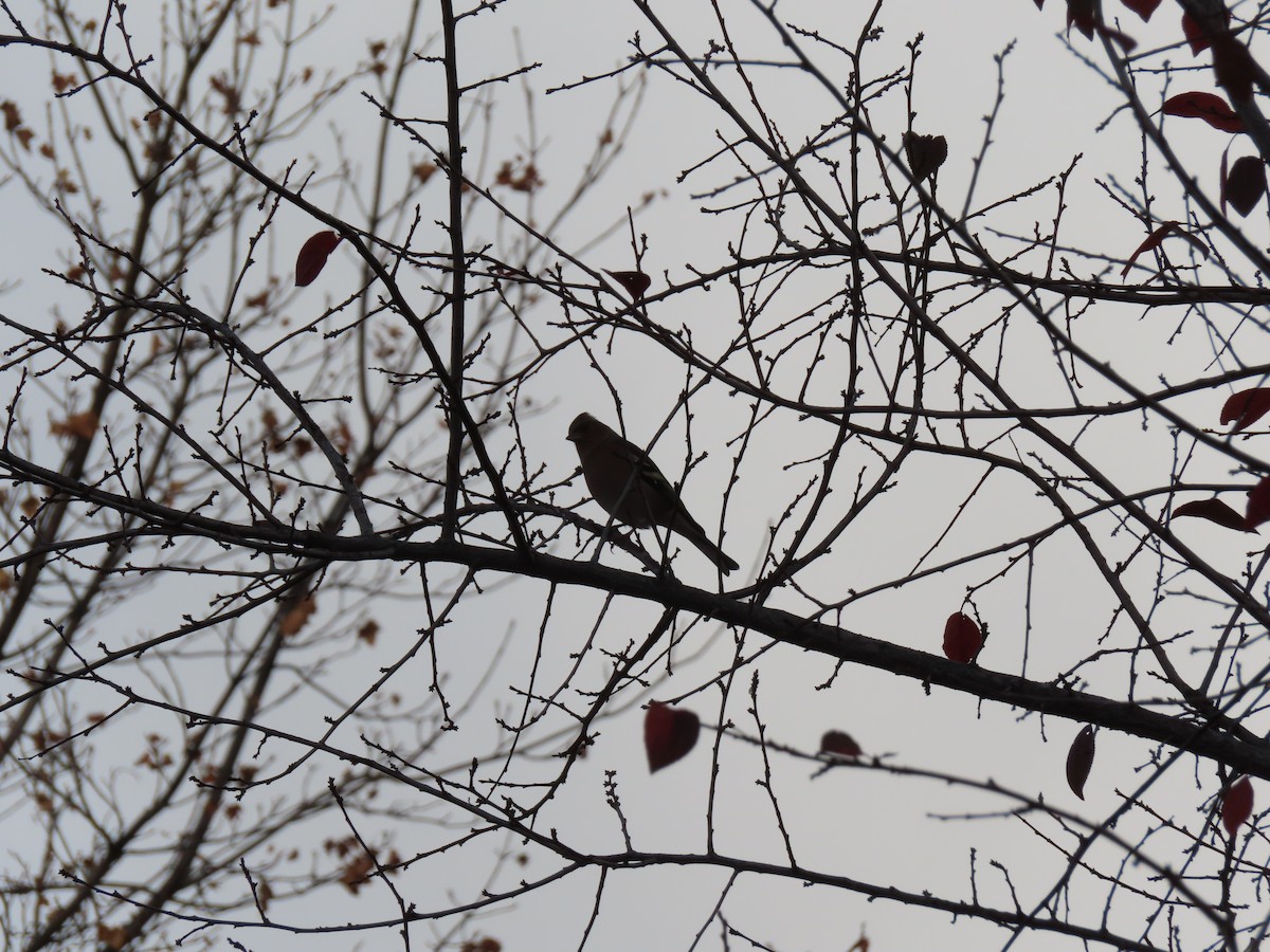 pěnkava jikavec - ML644280498