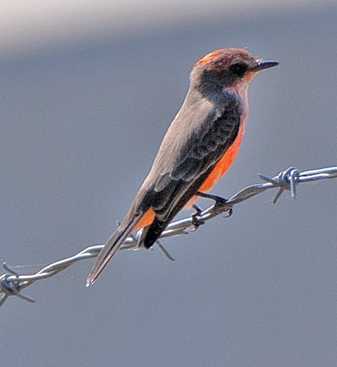 Vermilion Flycatcher - ML644280499
