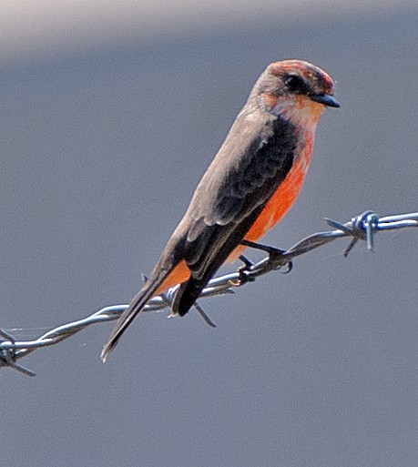 Vermilion Flycatcher - ML644280500