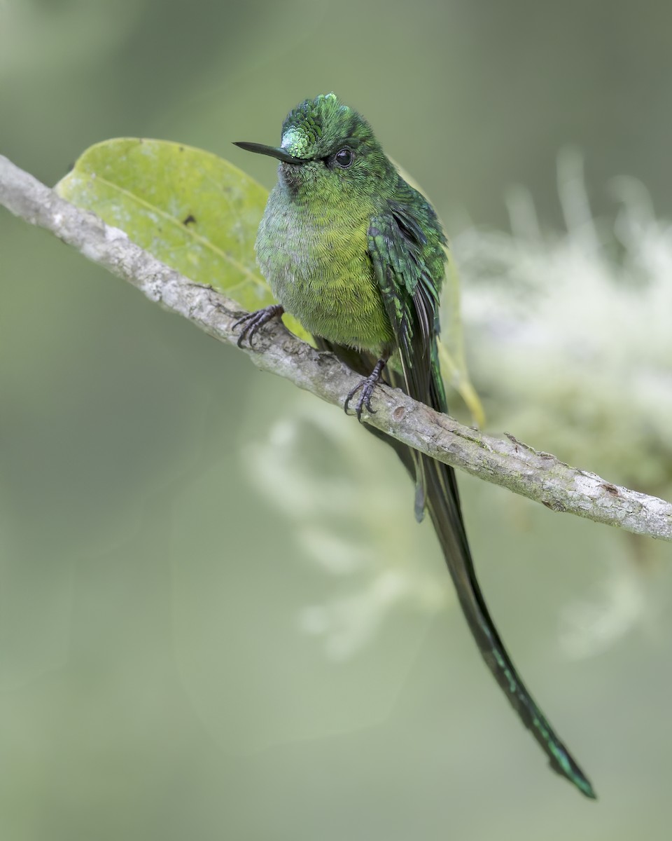 sylfa dlouhoocasá - ML644280501