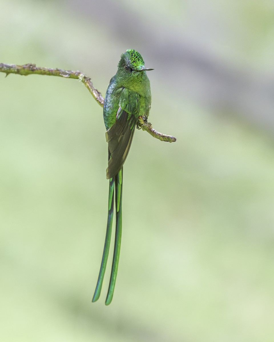 sylfa dlouhoocasá - ML644280502